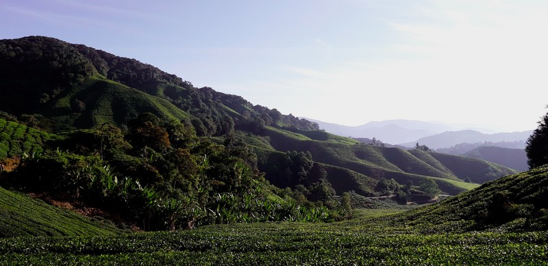 I think Cameron Highlands is not a very popular tourist destination in Malaysia.However, there are plenty of things to do in Cameron Highlands.