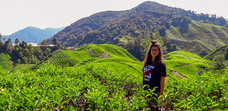 I think Cameron Highlands is not a very popular tourist destination in Malaysia.However, there are plenty of things to do in Cameron Highlands.