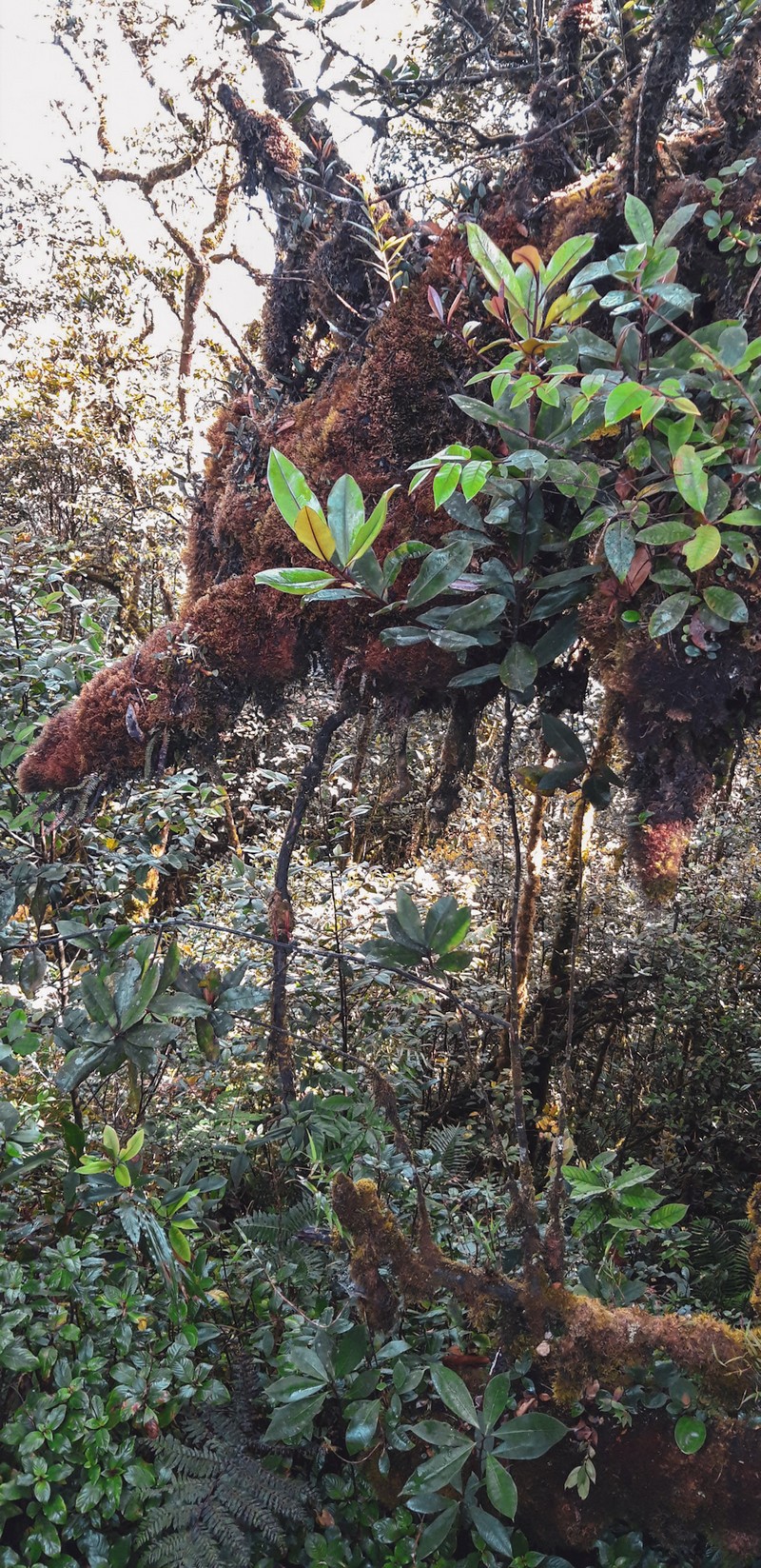 I think Cameron Highlands is not a very popular tourist destination in Malaysia.However, there are plenty of things to do in Cameron Highlands.