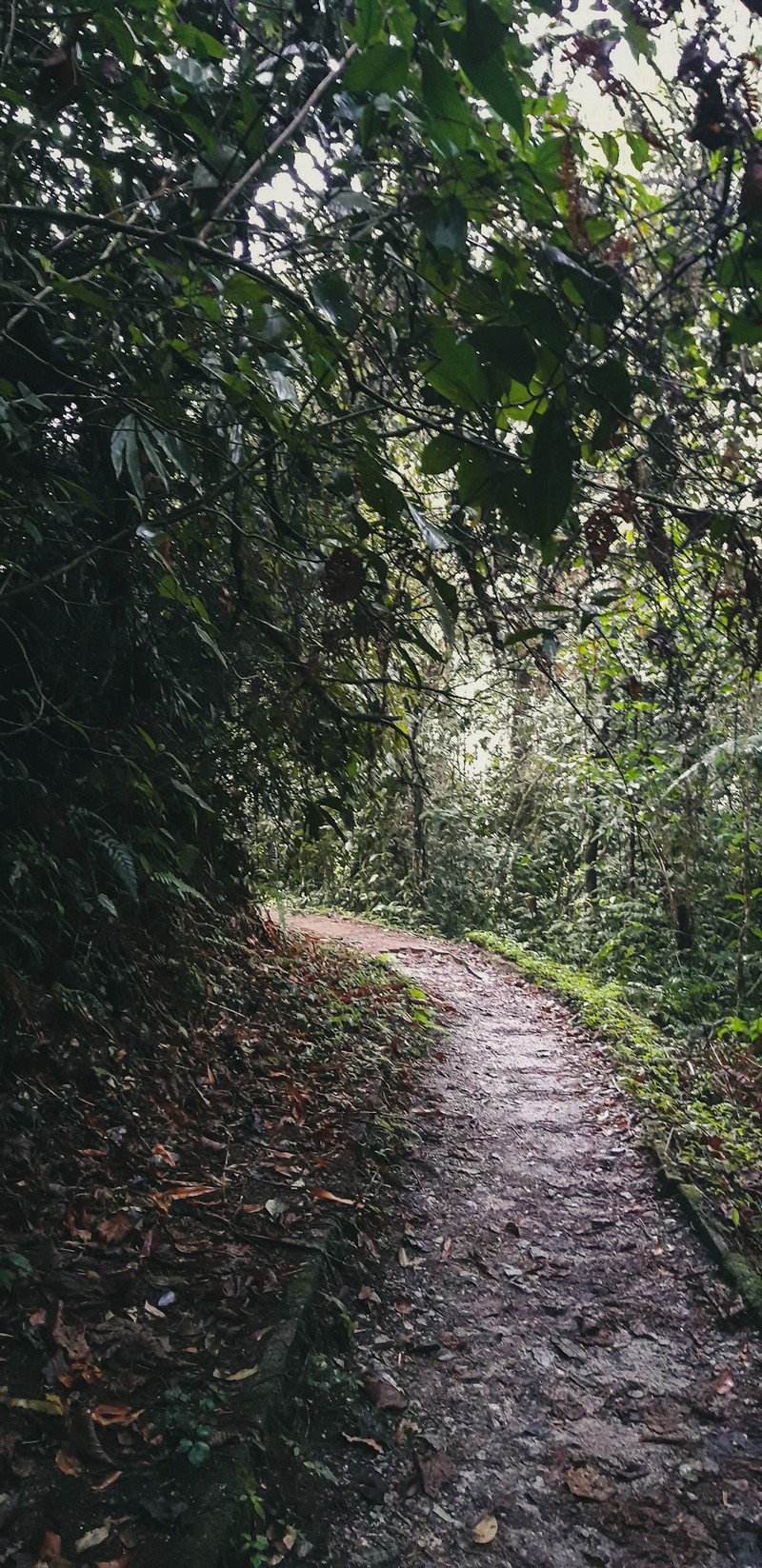 I think Cameron Highlands is not a very popular tourist destination in Malaysia. However, there are plenty of things to do in Cameron Highlands.