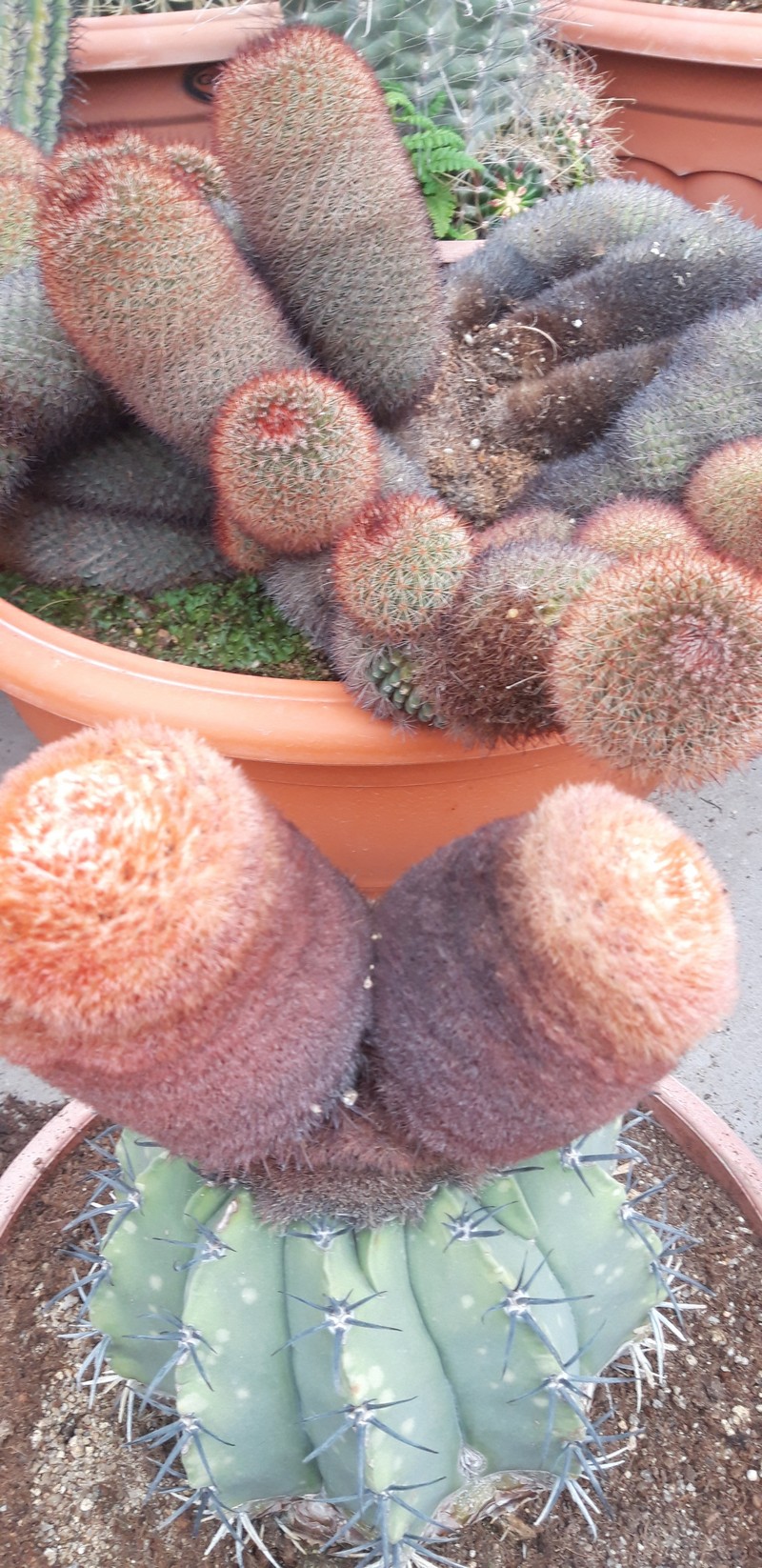 I think Cameron Highlands is not a very popular tourist destination in Malaysia. However, there are plenty of things to do in Cameron Highlands.