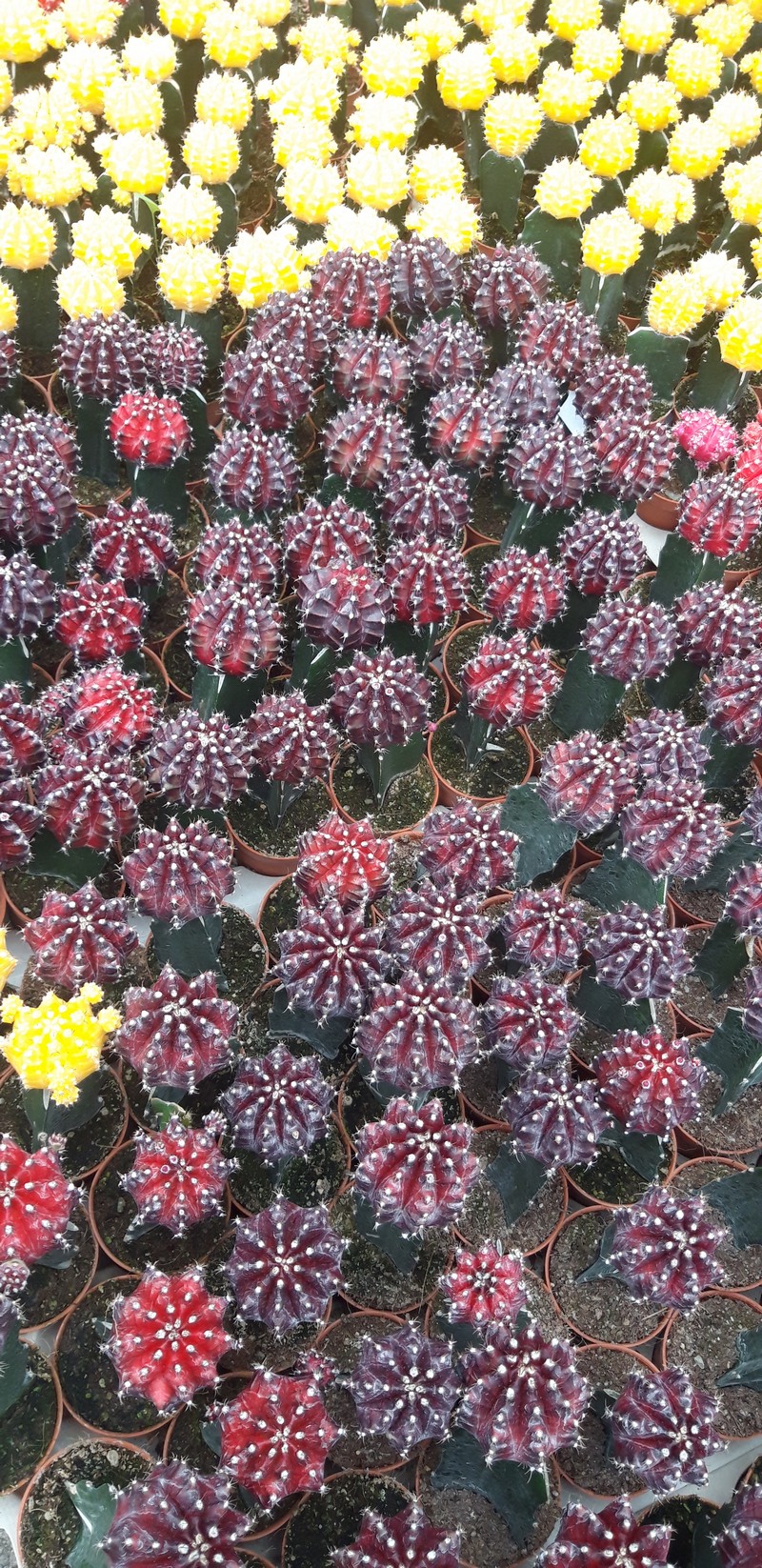 I think Cameron Highlands is not a very popular tourist destination in Malaysia. However, there are plenty of things to do in Cameron Highlands.