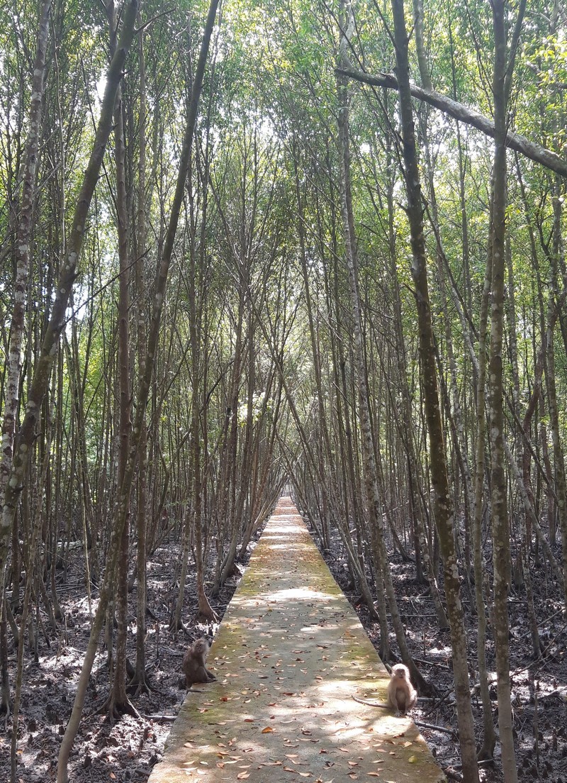 Kuala Selangor is probably a destination you've never heard of. Normal, as there isn't even much information on the web about this destination