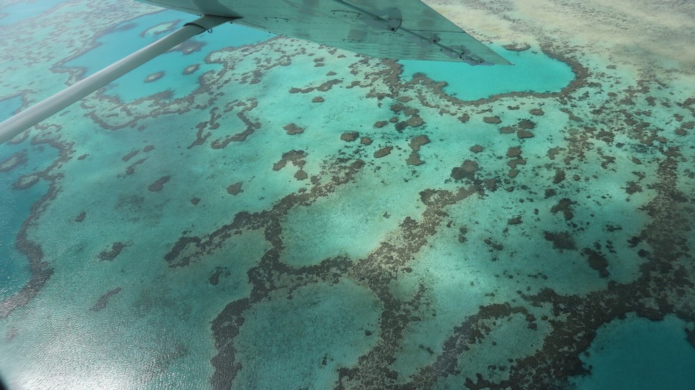 As I was in Australia and not actually planning to go back, I thought I might as well cross a dream destination out of my head: the Great Barrier Reef.
