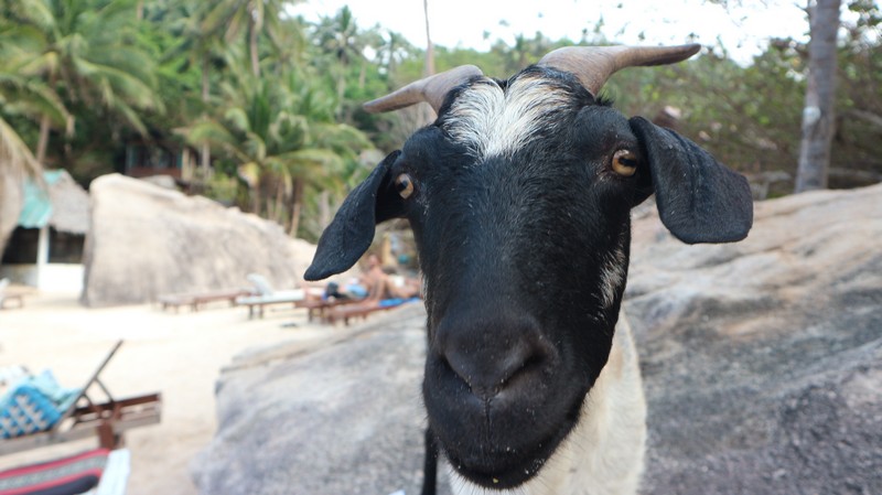 Exploring koh tao on foot