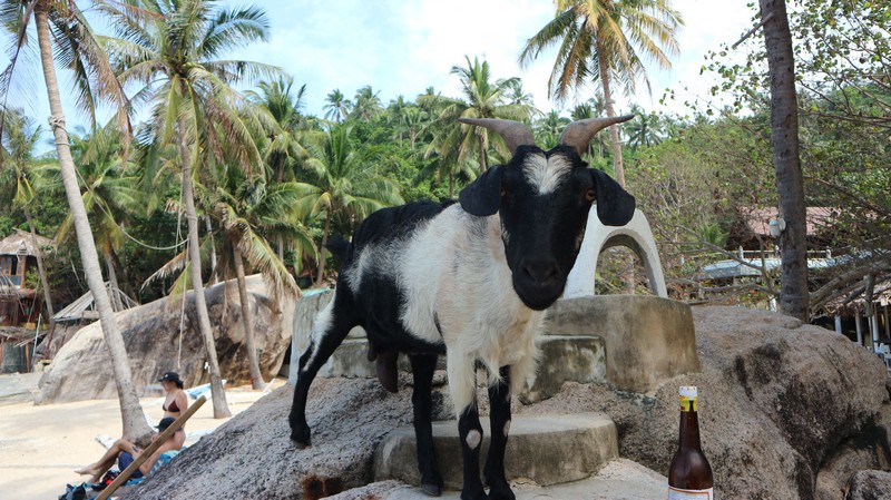 Exploring koh tao on foot