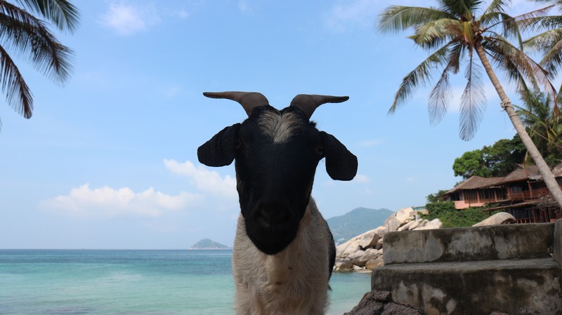 Exploring koh tao on foot
